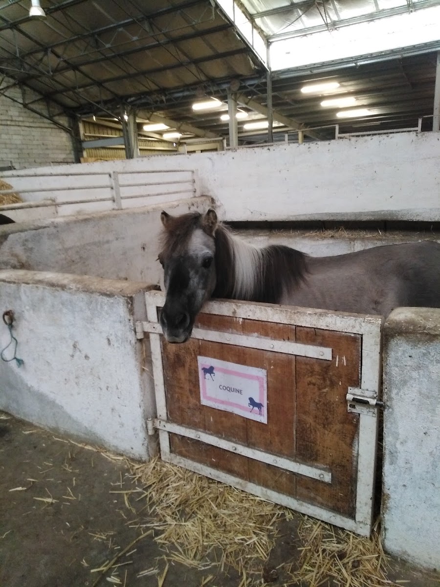 Photo de CLUB HIPPIQUE DU BOUSQUET
