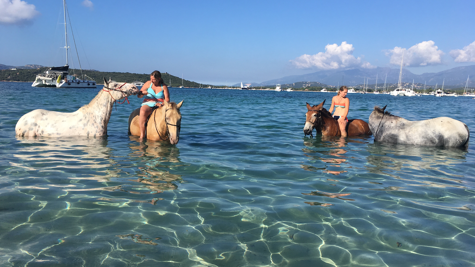 Photo de COUNTRY HORSE