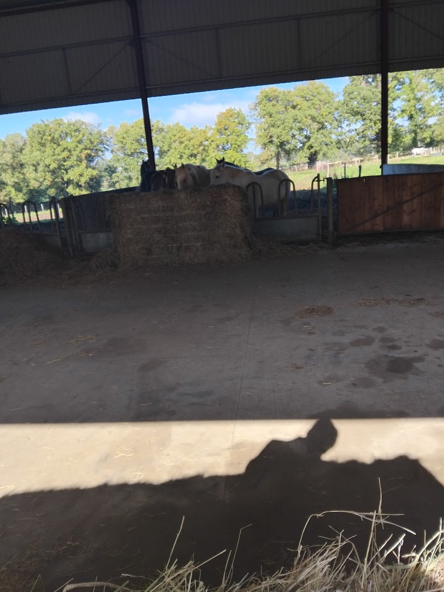 Photo de DOMAINE EQUESTRE DE CALYPSO