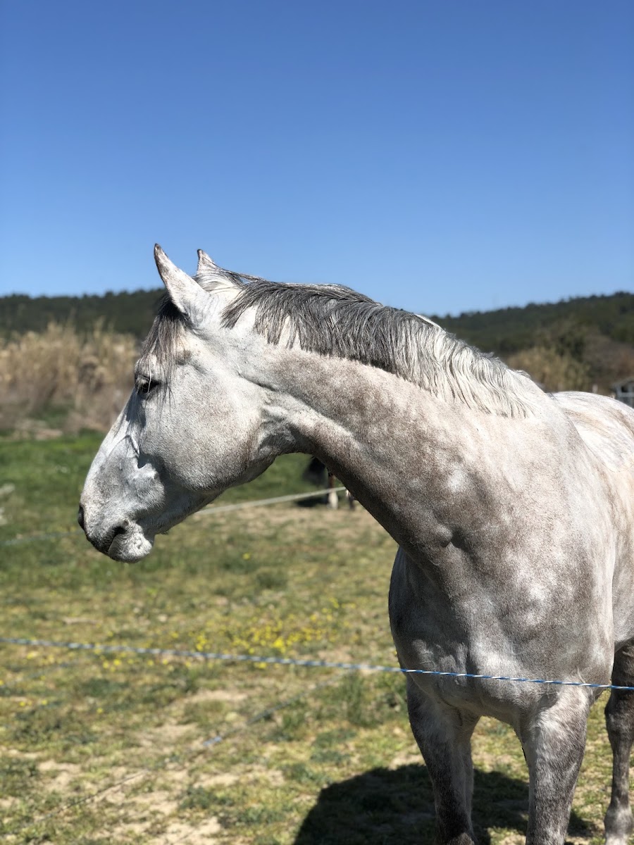 Photo de Domaine équestre de la Durance