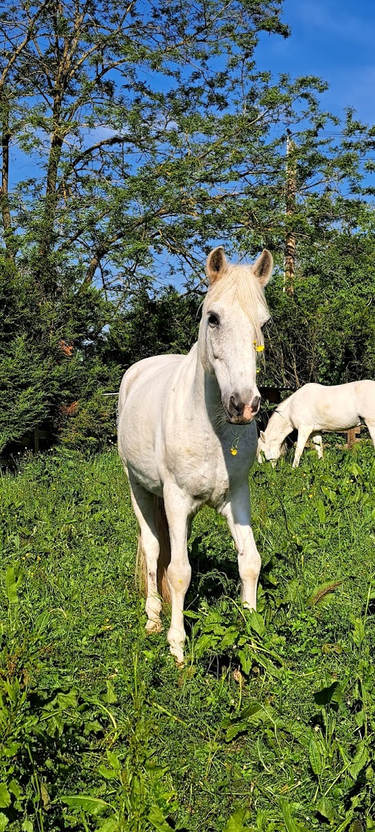 Photo de Domaine Équestre du Nivernais