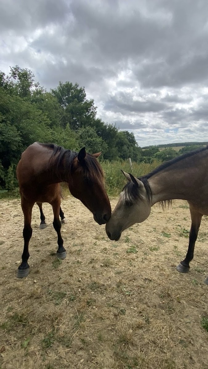 Photo de Domaine Equestre du Pays Bellêmois