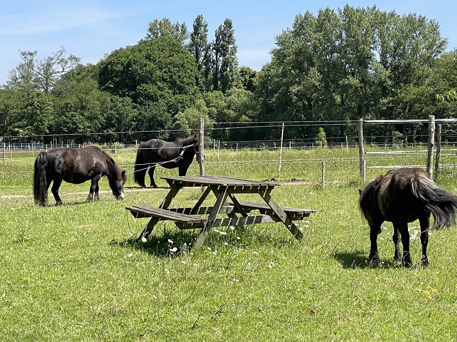 Photo de Domaine Équestre Little Paradise