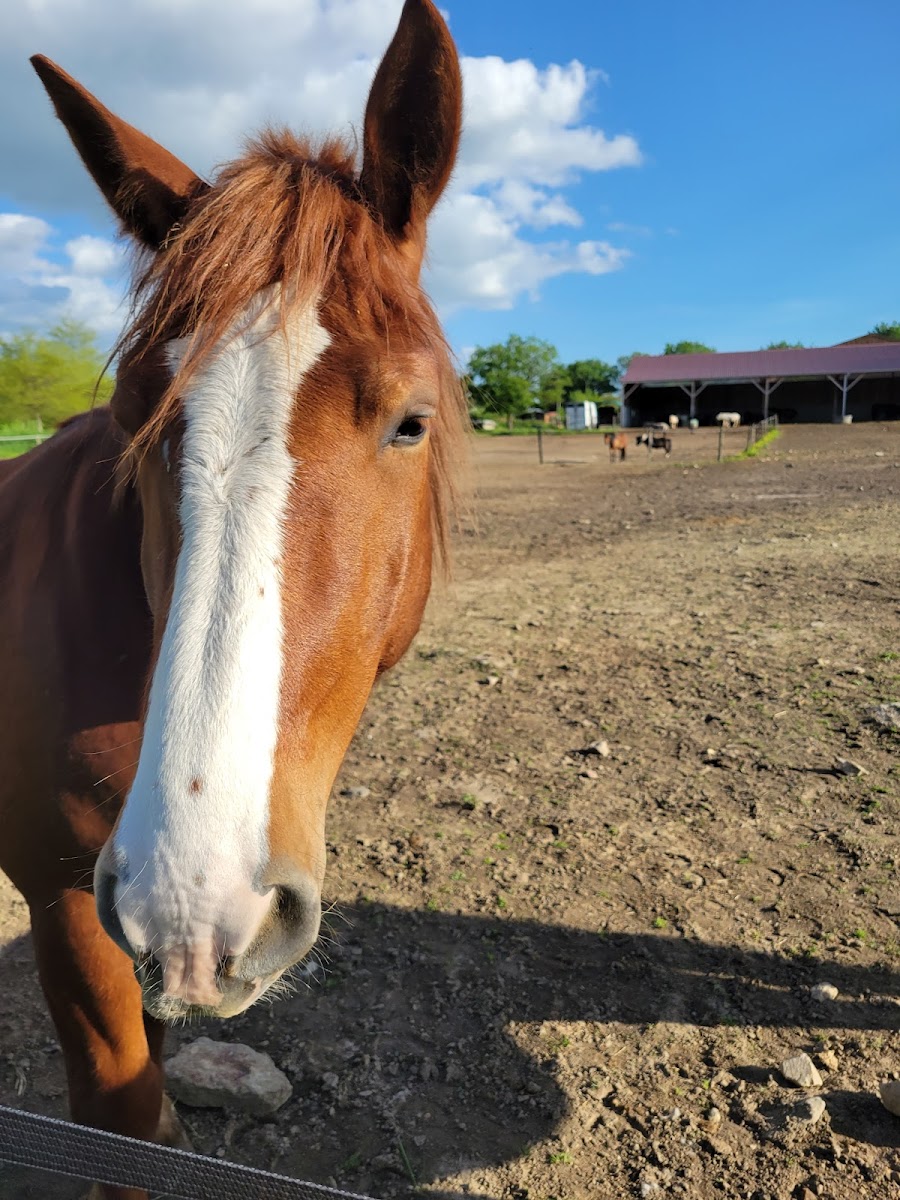 Photo de EARL C E PONEY CLUB DES SORINIERES