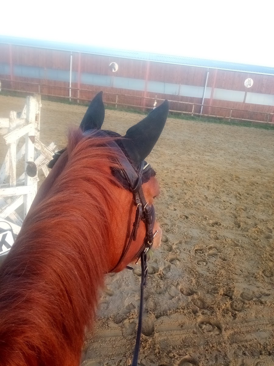 Photo de EARL LES CHEVAUX DE LA LANDE