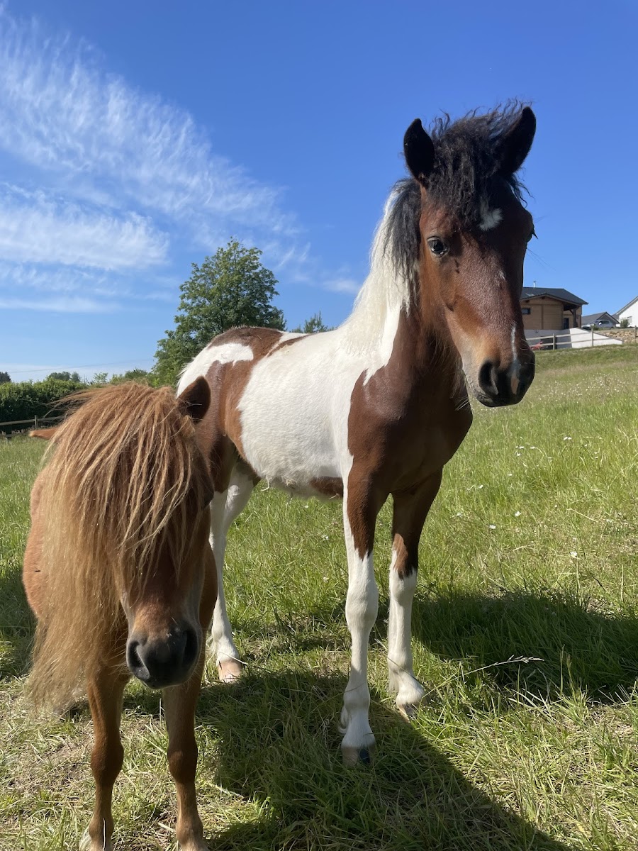 Photo de EARL LES ECURIES DE FERANGE