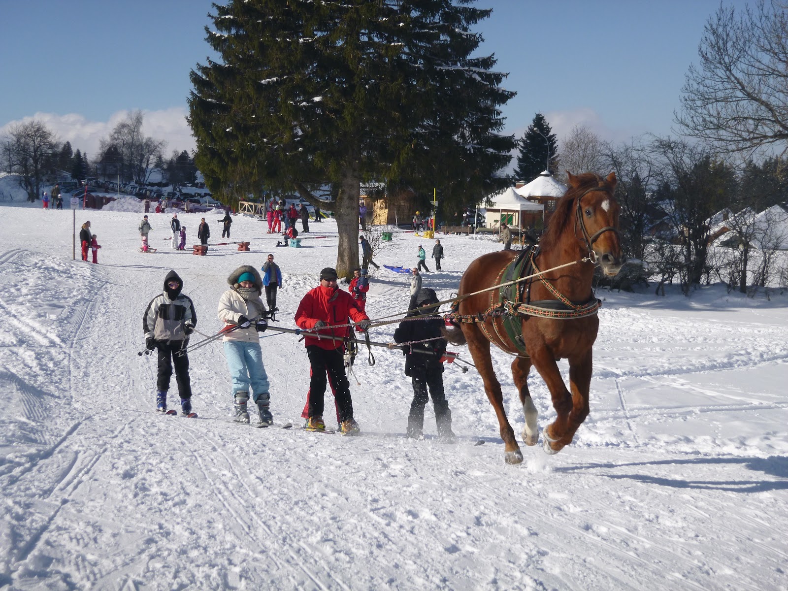 Photo de EARL METABIEF EQUITATION