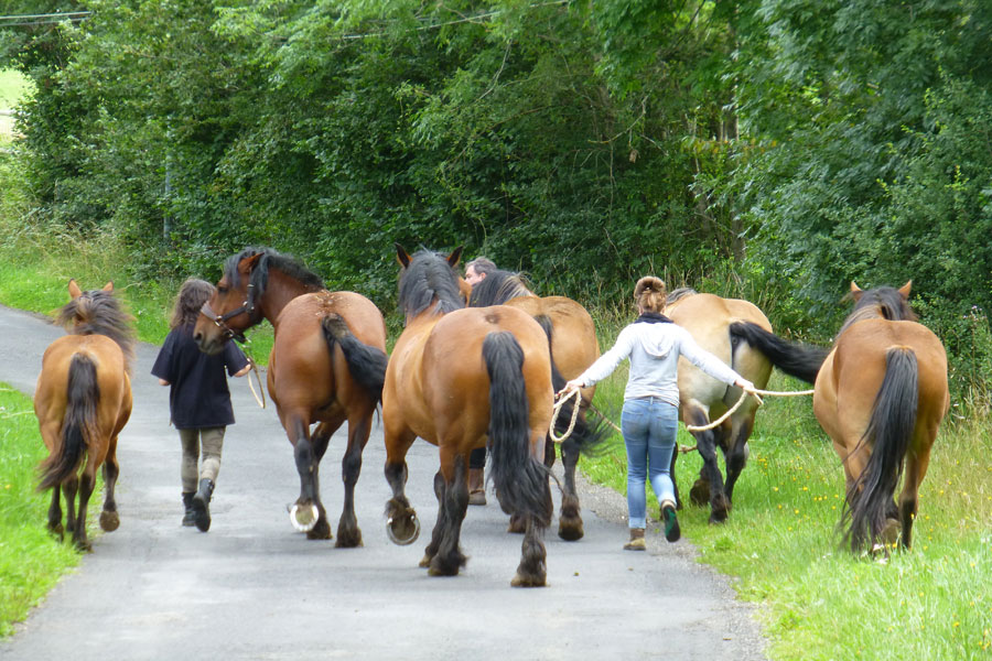 Photo de ECOLE D ATTELAGE DE L AUBRAC