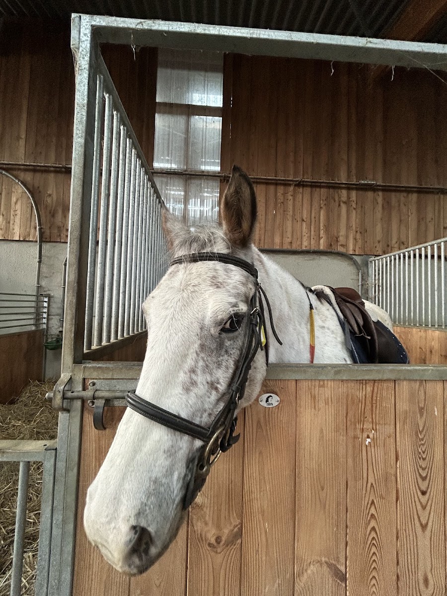 Photo de ECOLE D EQUITATION DE CHESNY