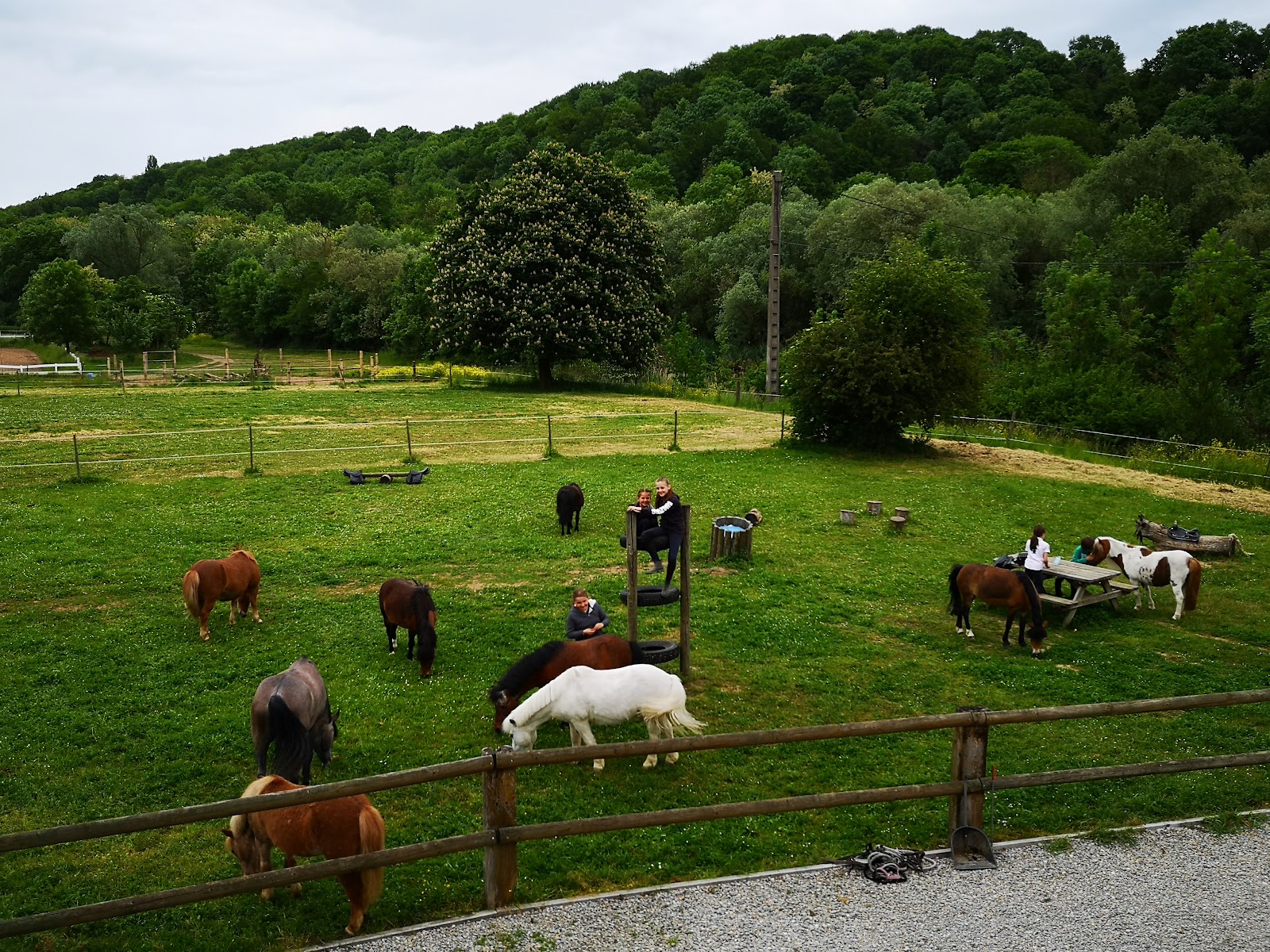 Photo de ECOLE D EQUITATION ESTHER SEICHEPINE