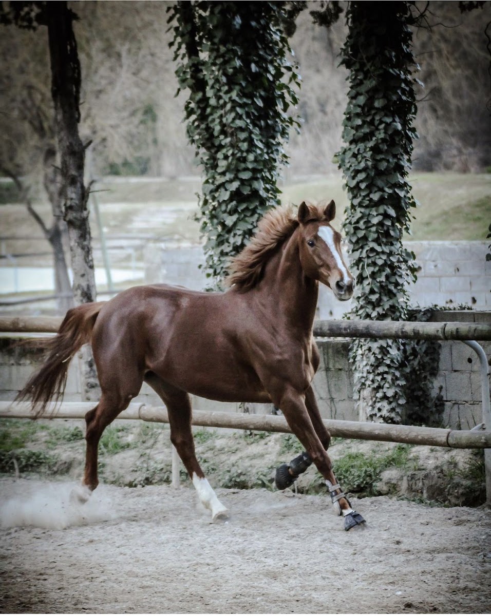 Photo de Écurie AF Coaching