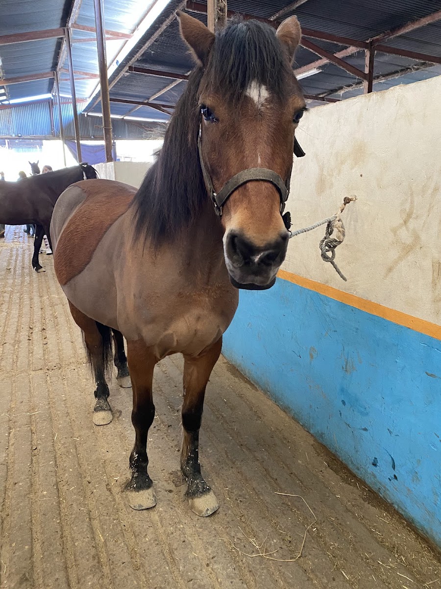 Photo de ECURIE CHAUVILLE EQUESTRE