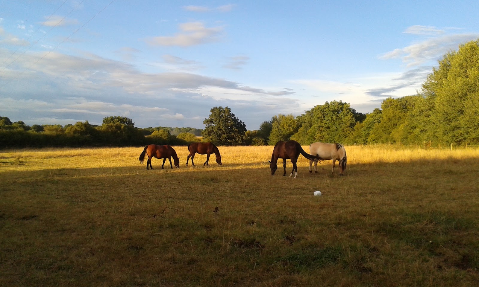 Photo de ECURIE DES 3 SOURCES
