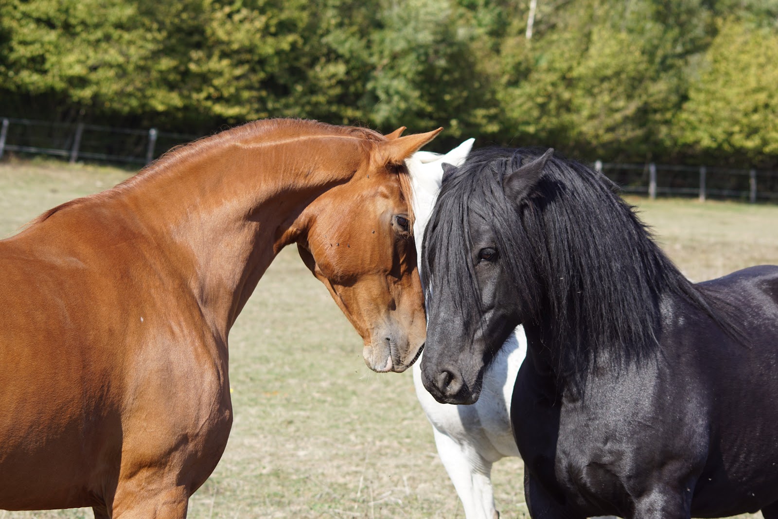 Photo de ECURIE DES CAMPENOTTES