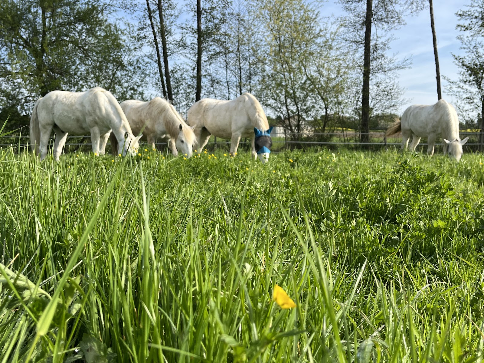 Photo de Écurie des crins blancs