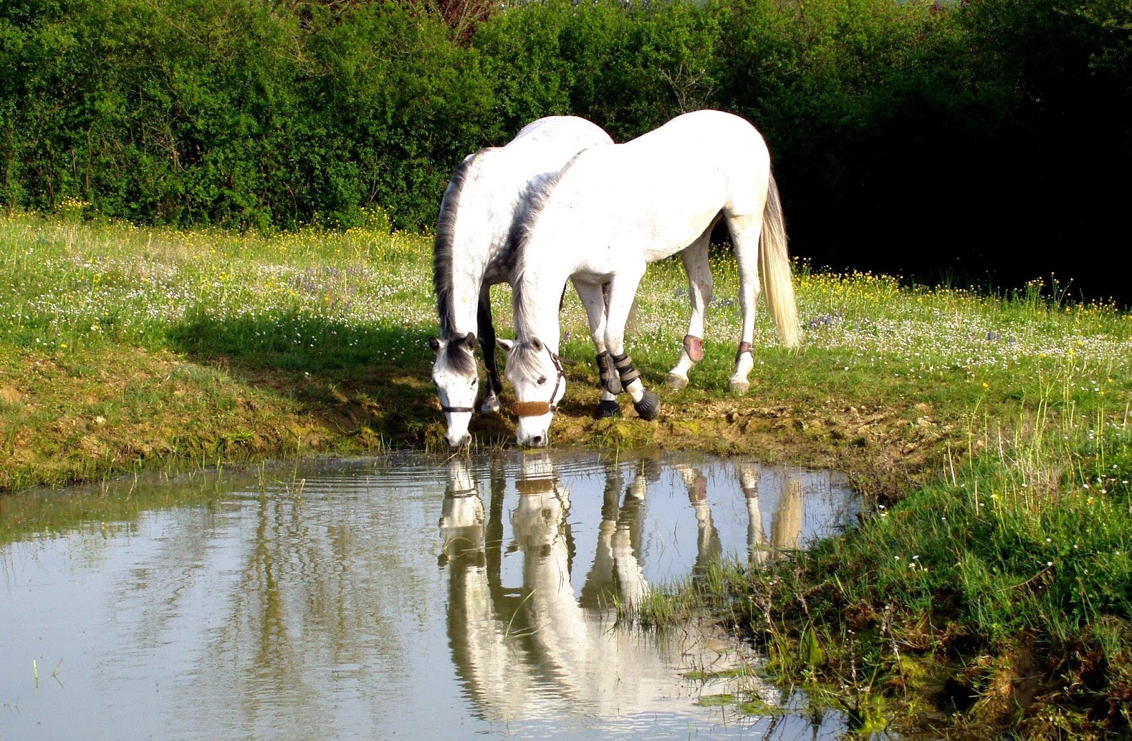 Photo de ECURIE DES MARRONNIERS