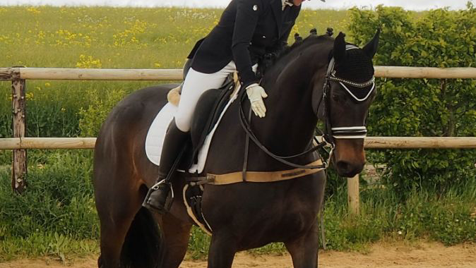 Photo de Écurie des Monts - Le Hom Equitation