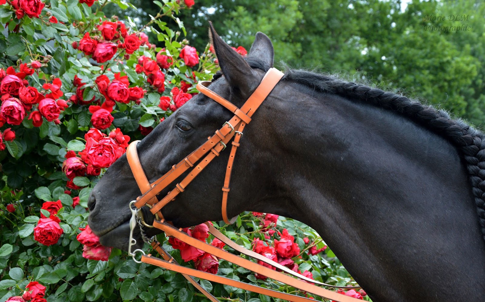 Photo de ECURIE DLM - EARL EQUI STAL