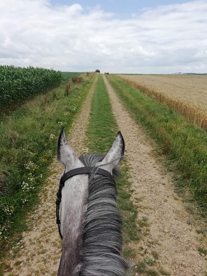 Photo de ECURIE DU MANOIR