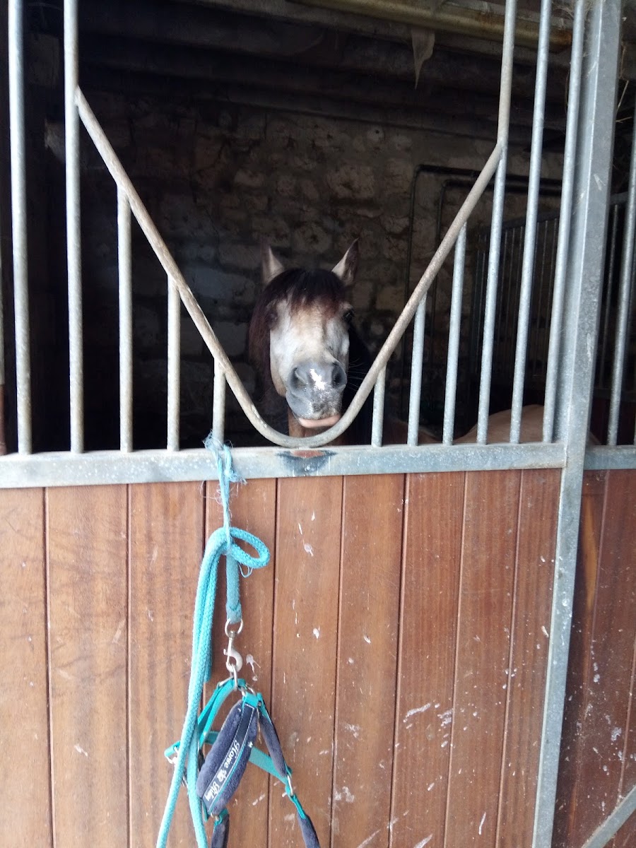 Photo de ECURIE DU PAS ST MARTIN