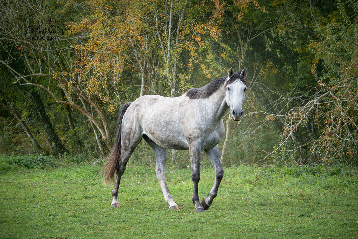 Photo de ECURIE DU PELIN