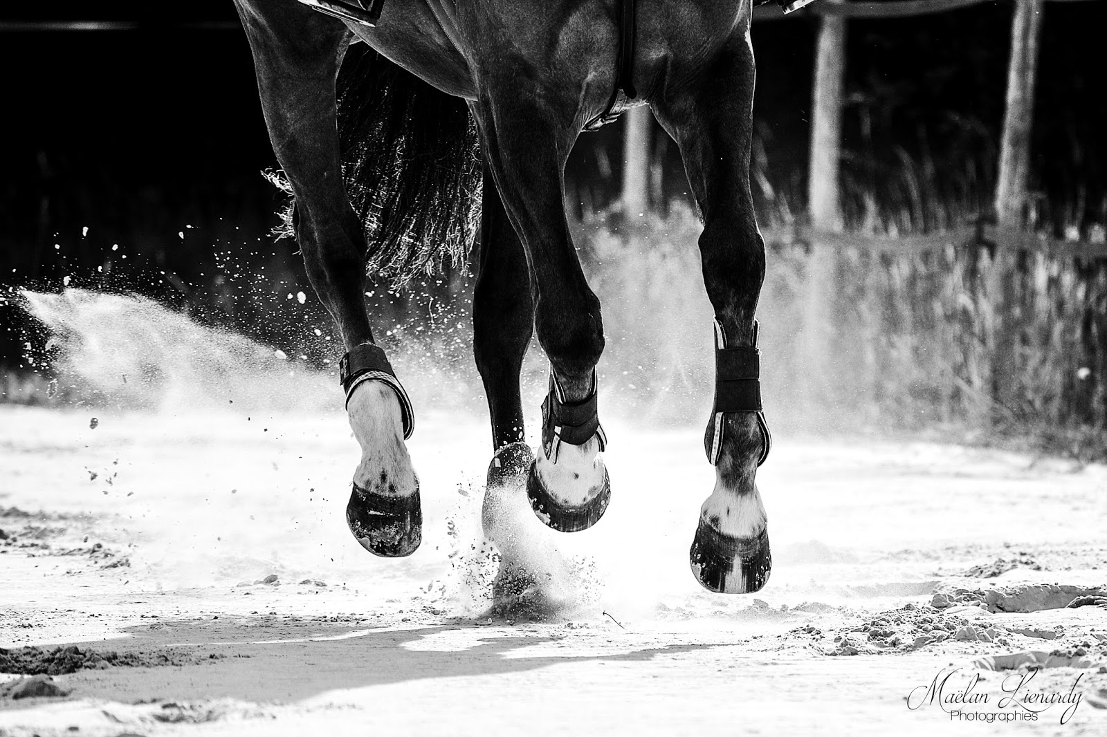 Photo de ECURIE EQUIMAGNIA