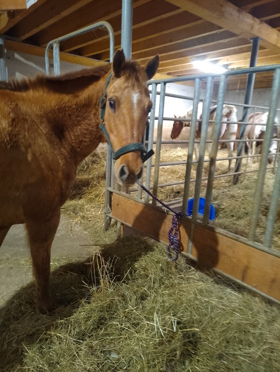 Photo de ECURIE HORSE MOUNTAIN