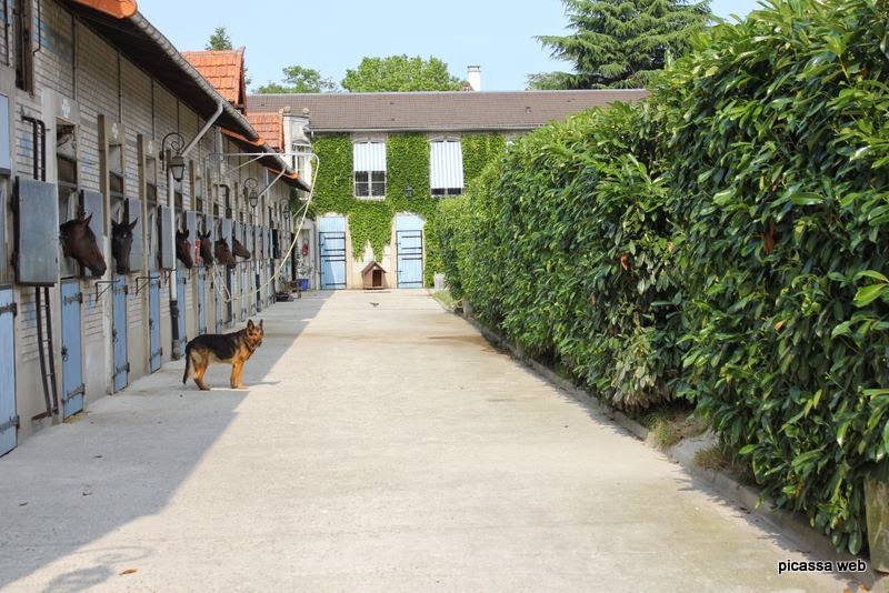 Photo de ECURIE LES PETITS CHEVAUX