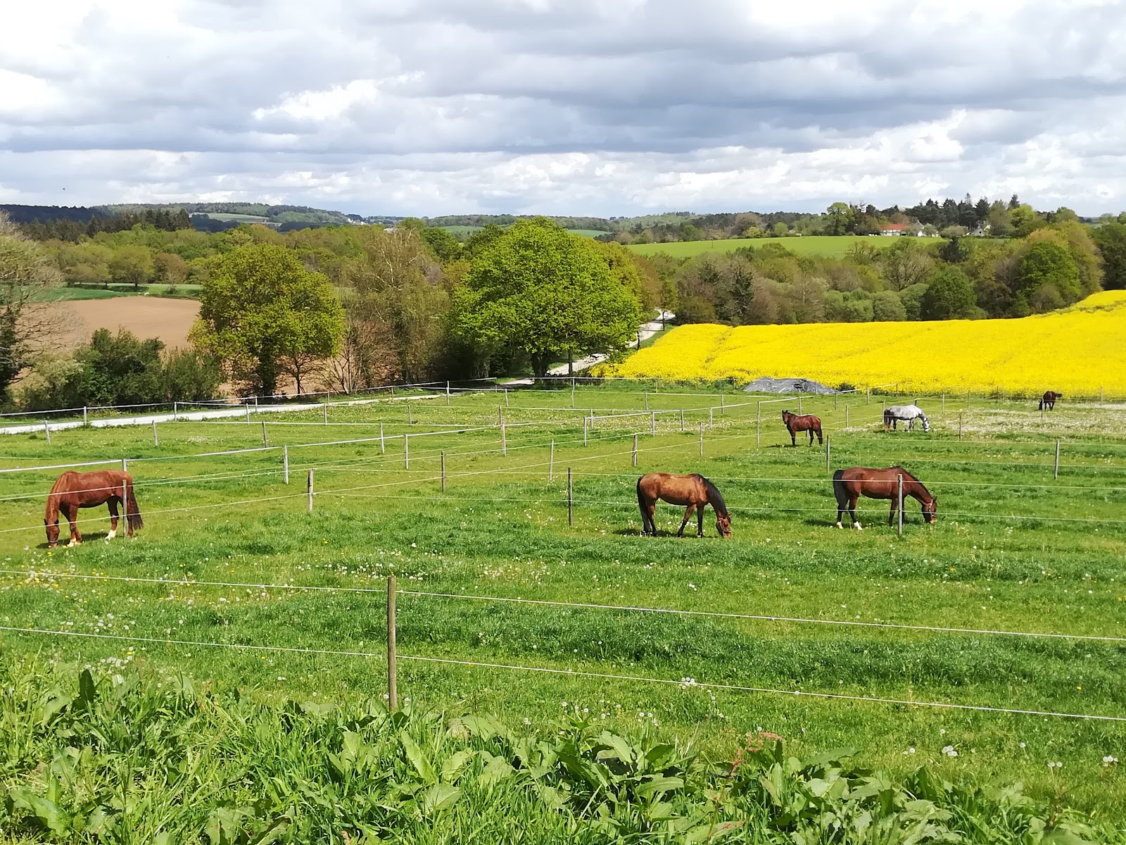 Photo de Écurie Pascal COLLIAS