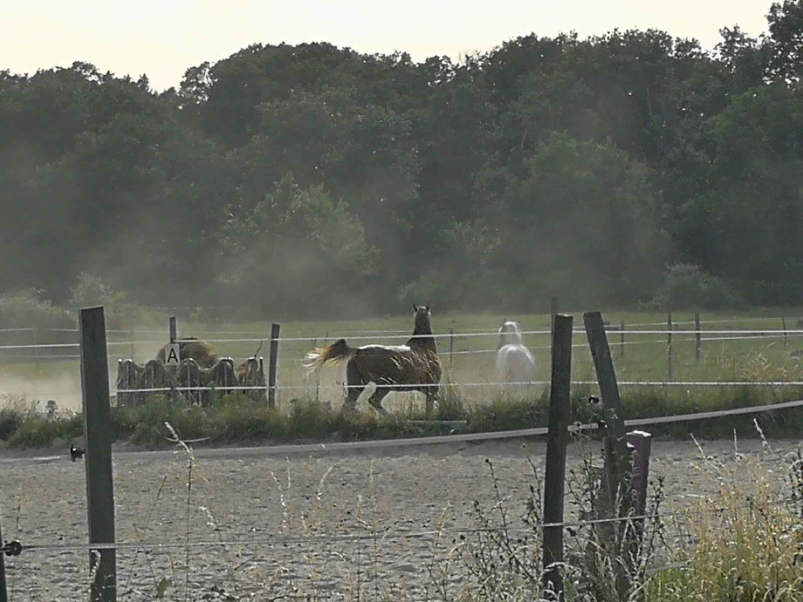 Photo de ECURIE PONEY CLUB DU GRAND BOIS