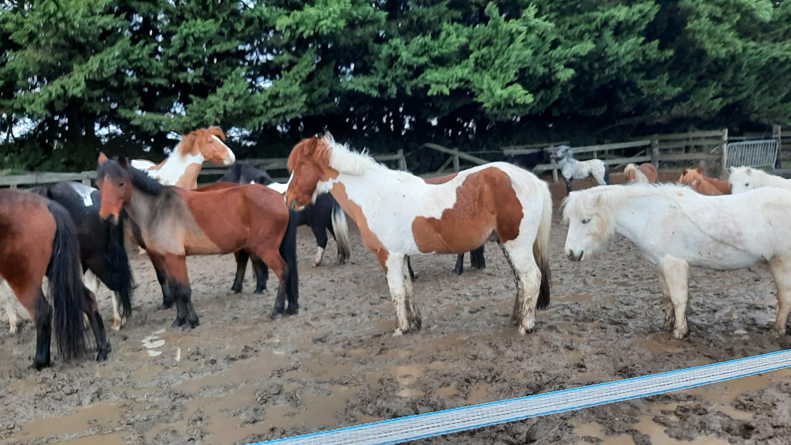 Photo de ECURIE PONEY CLUB LE CHEYENNE
