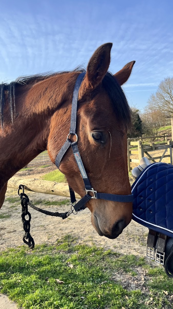 Photo de ECURIE TEAMCOSS HORSE