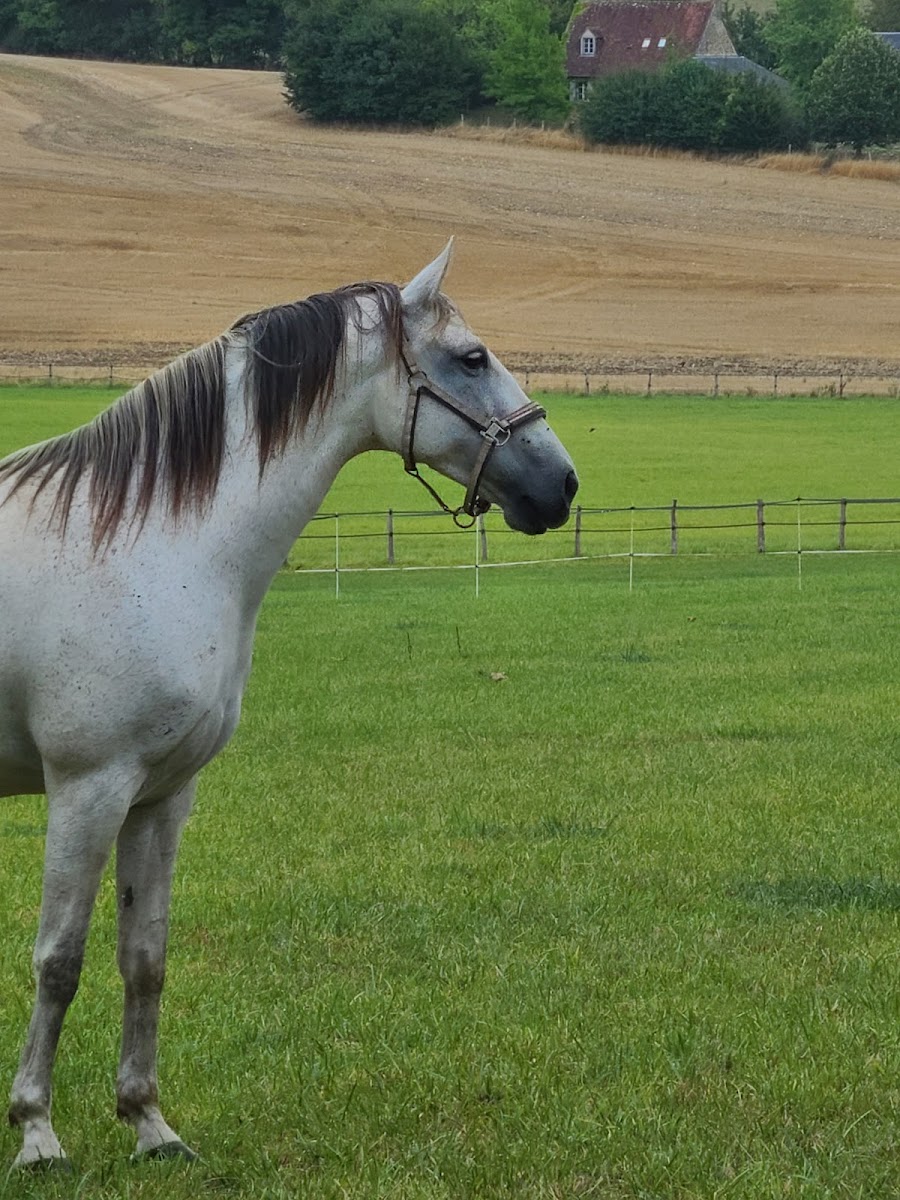 Photo de ECURIE THALIE
