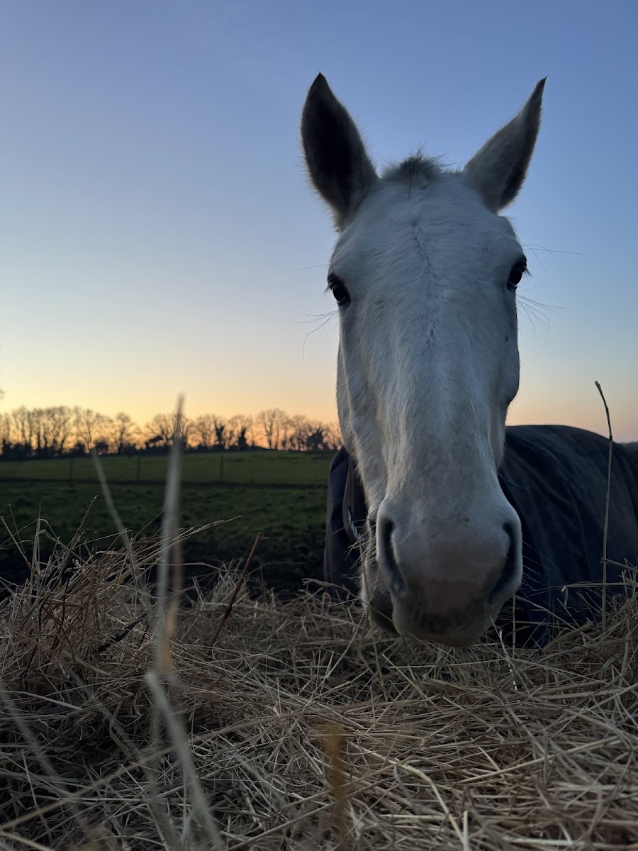 Photo de ECURIES DE CHAMPEAUX
