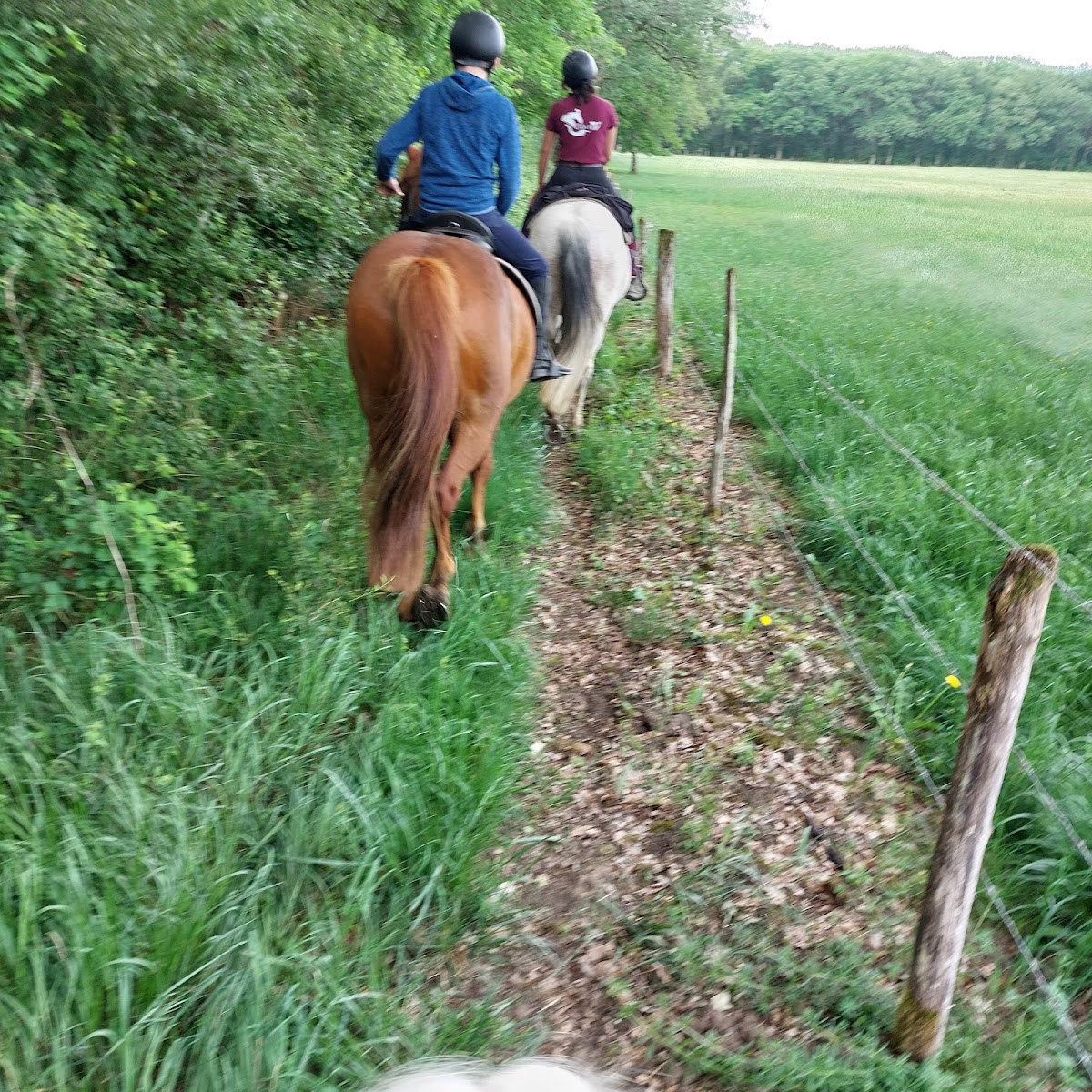 Photo de ECURIES DE LALEUF