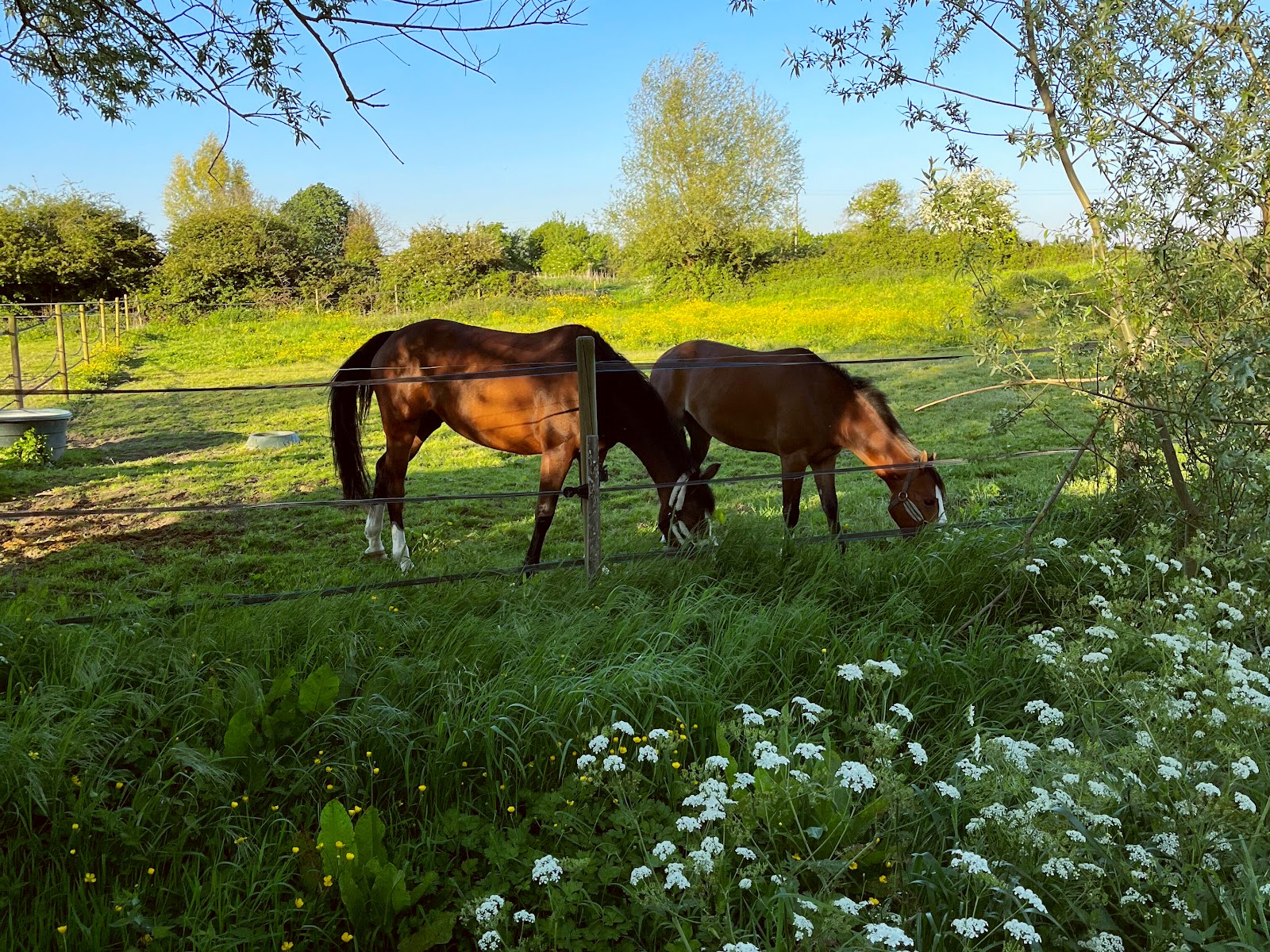 Photo de ECURIES DE LAVENTIE