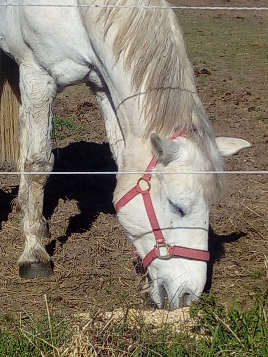 Photo de ECURIES DE PUYNADAL
