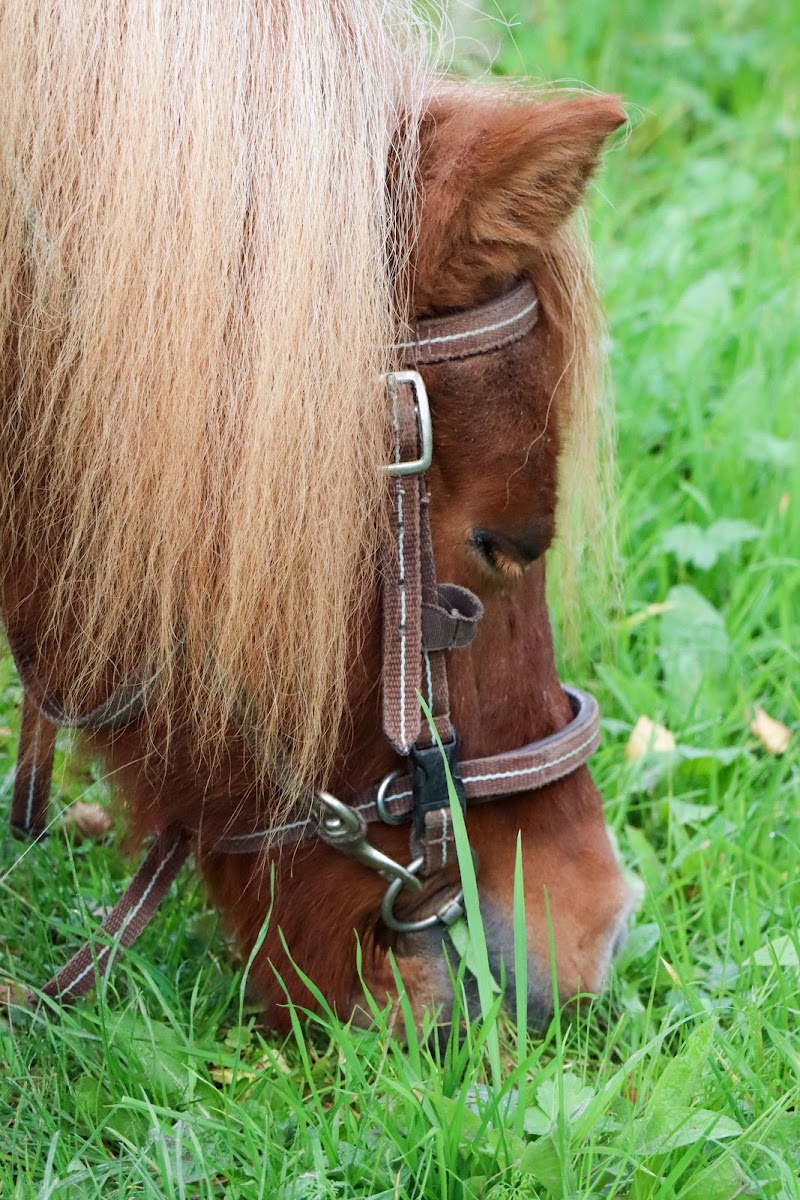 Photo de ECURIES DE WILLEMS