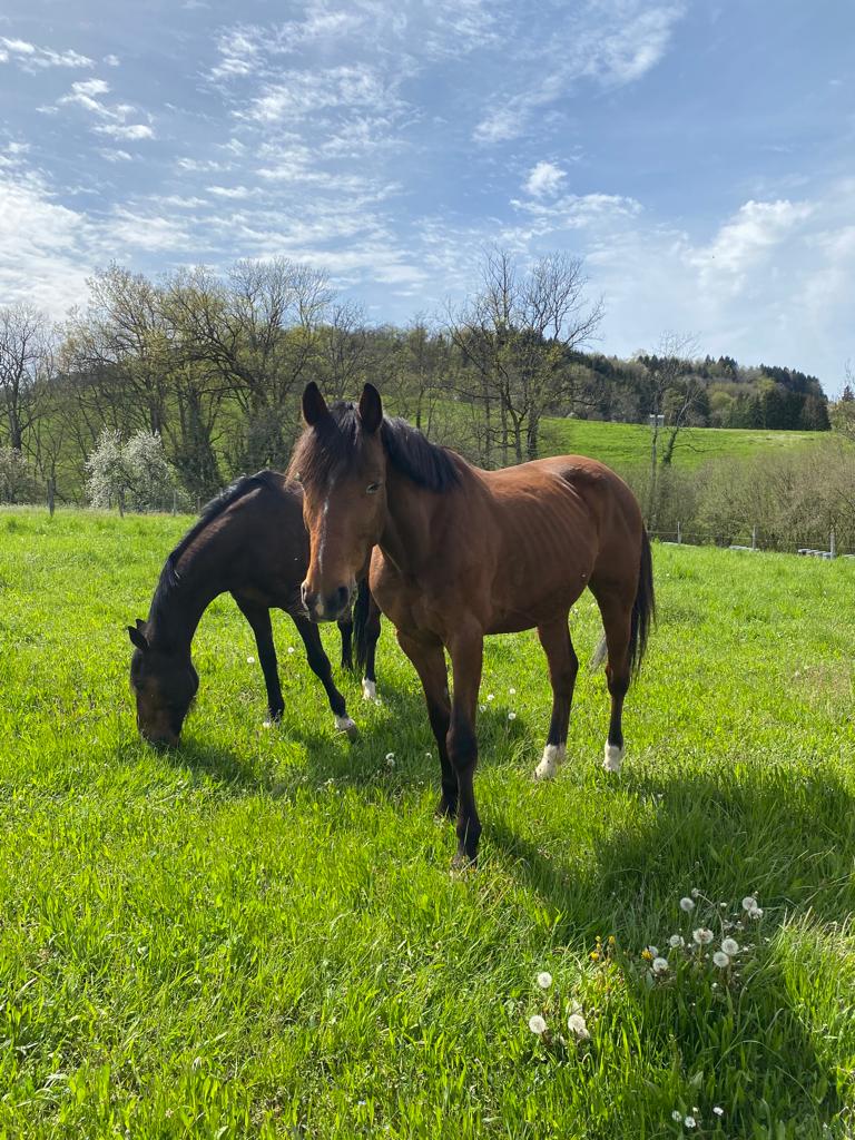 Photo de Ecuries des Blés d'Or
