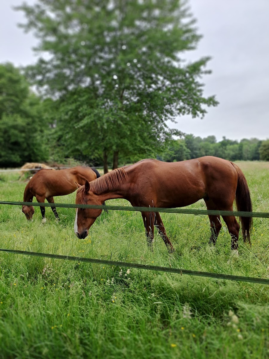 Photo de ECURIES DU CLOS MINARD
