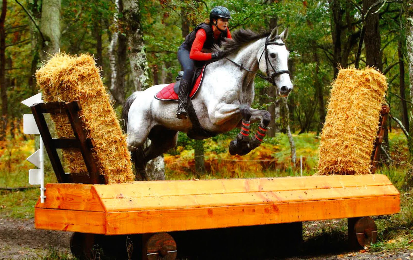 Photo de ECURIES DU GRAND SAPHIR