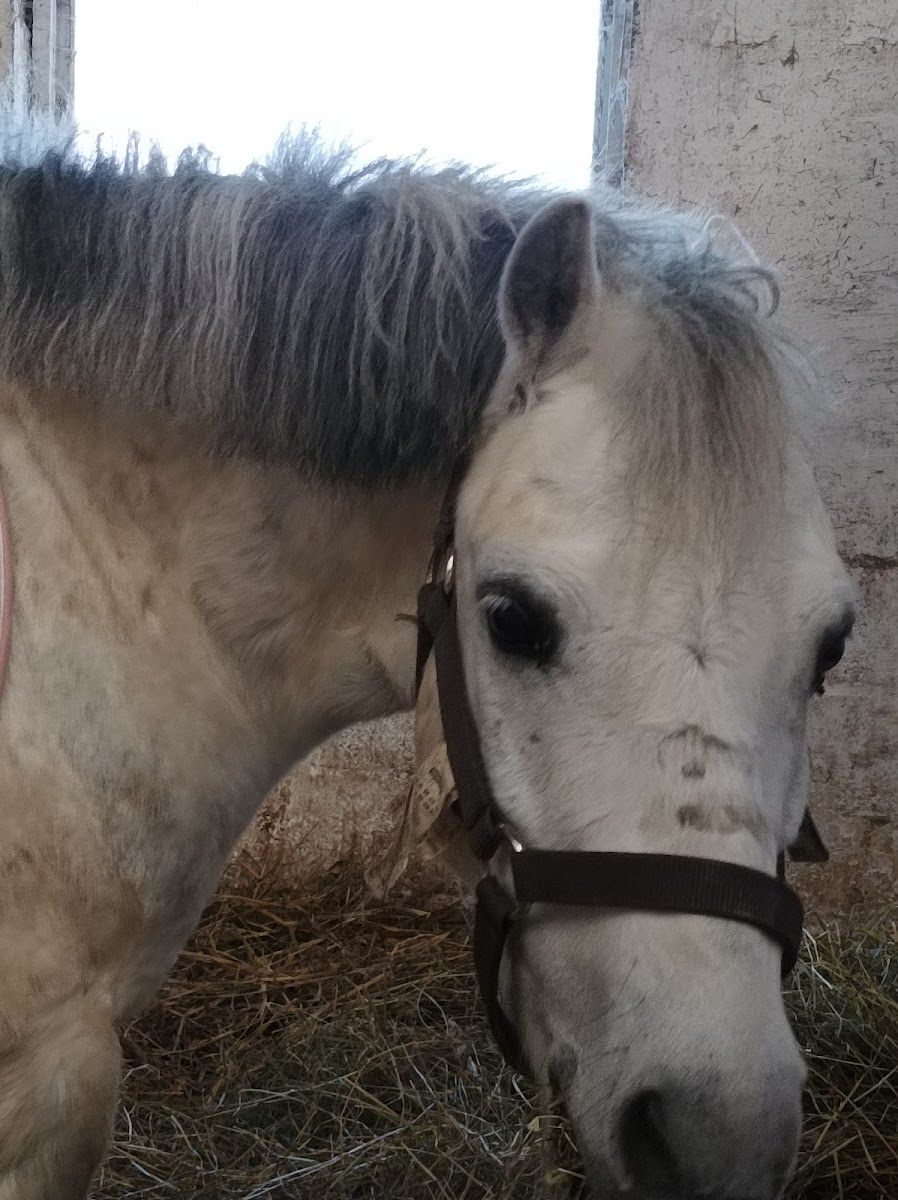 Photo de ECURIES DU MEURLOIR