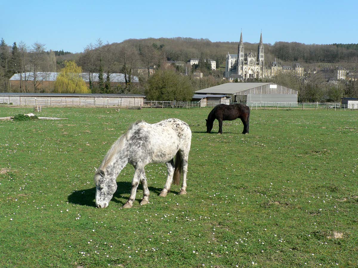 Photo de ECURIES DU SHAMROCK