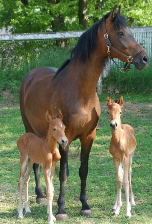 Photo de ECURIES DU TILLEUL
