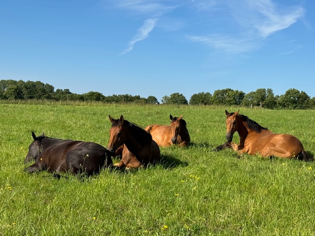 Photo de Écuries Equi’ Libre
