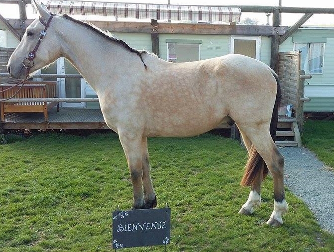 Photo de ECURIES FREDERIC BEAUJEU