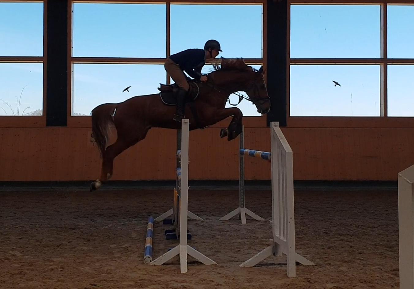 Photo de ELEVAGE DE LEPINE
