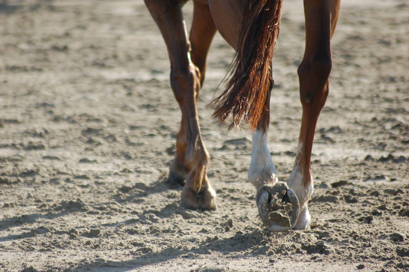 Photo de EQUI 22