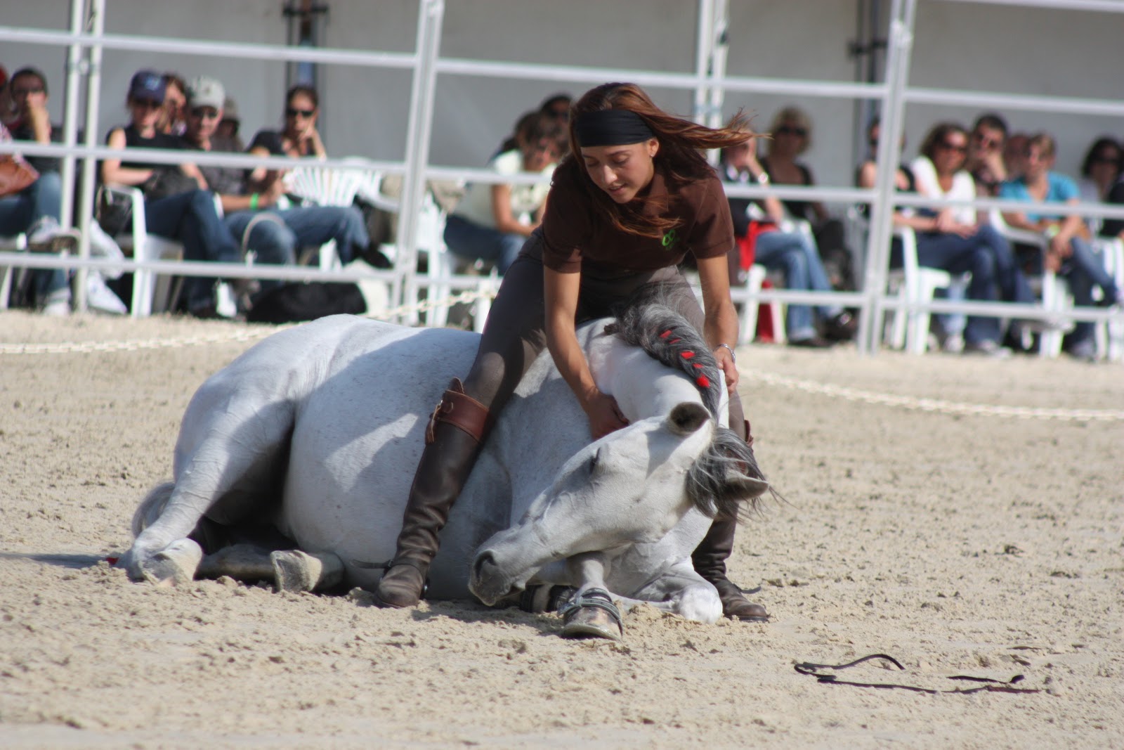 Photo de EQUI CLEVER H