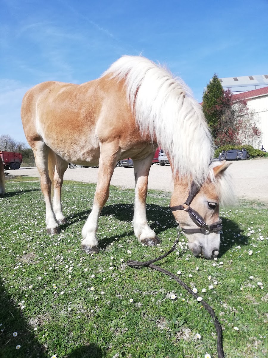 Photo de EQUI LIBRE